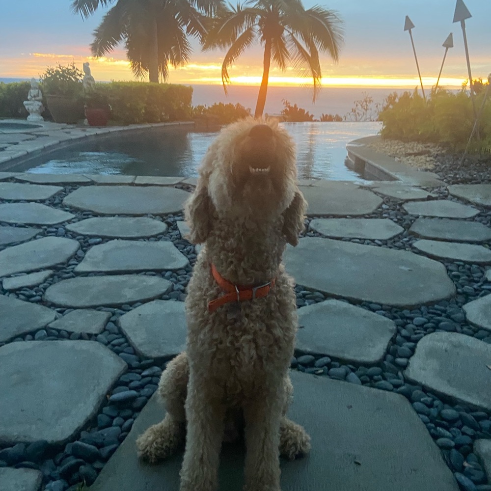 Meet your Posher, Pattie